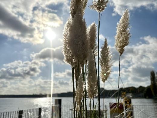Gräser am Ufer des Müggelsees im Gegenlicht